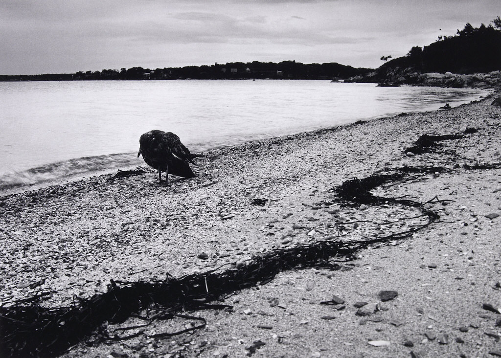 Bird Walking Along Beach