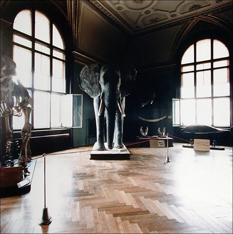 Elephant, Museum of Natural History, Vienna