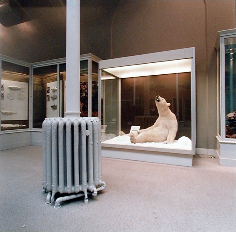 Polar Bear, Edinburough Royal Scottish Museum