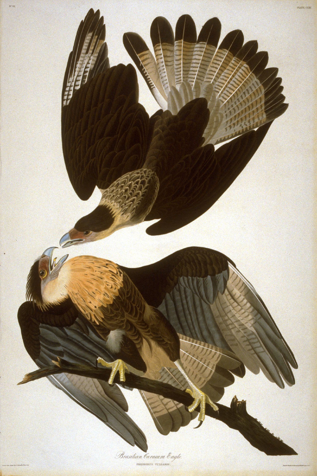 Brazilian Caracara Eagle, pl. 161 from the portfolio John James Audubon. The Birds of America