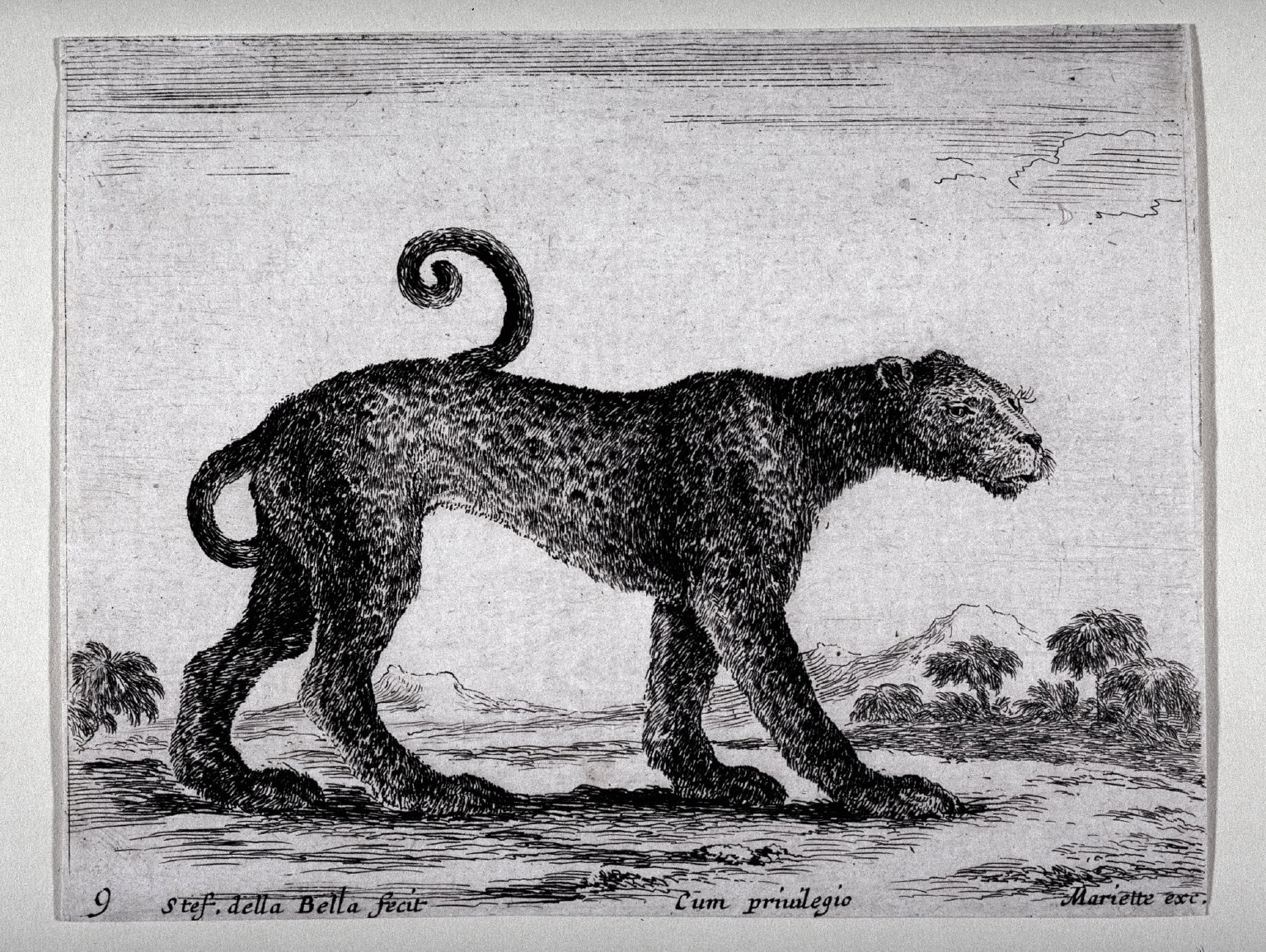 A Leopard, from the series Diversi Animali