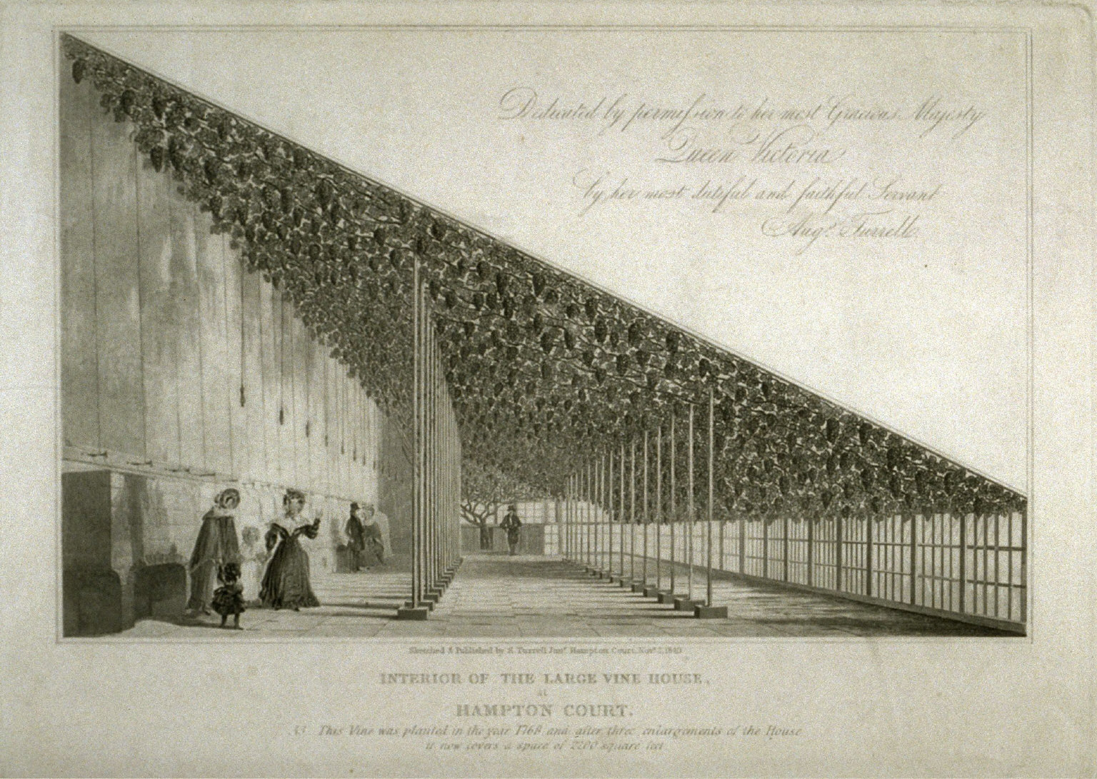 Interior of large vine house at Hampton Court