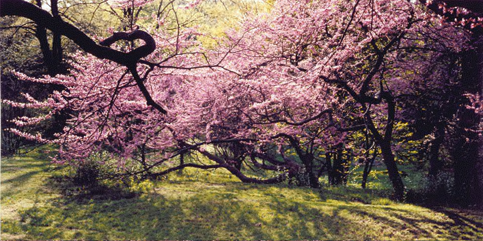 Redbud Blossoms, Royal Botanical Gardens, Hamilton, Ontario