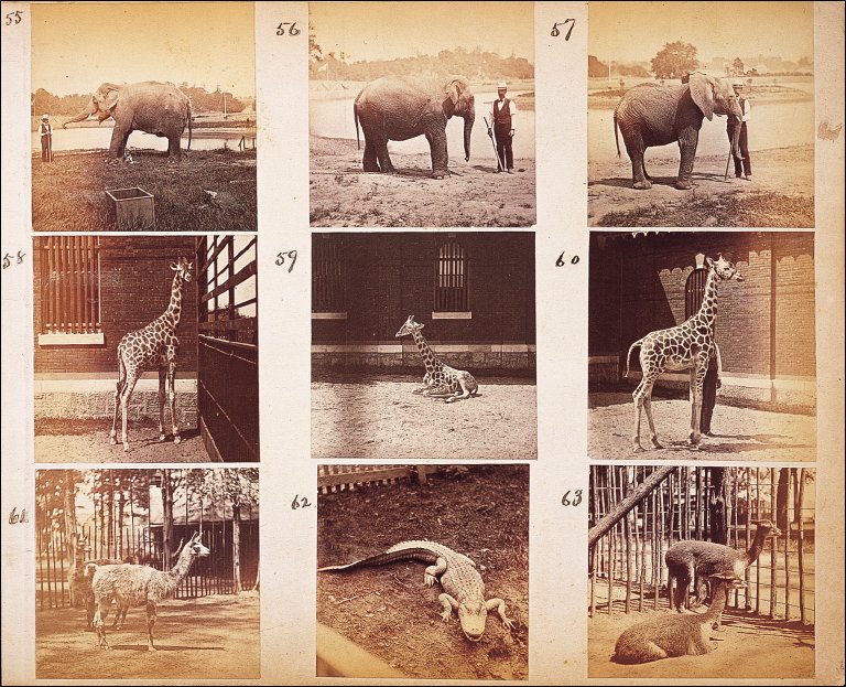 Photographs of various animals