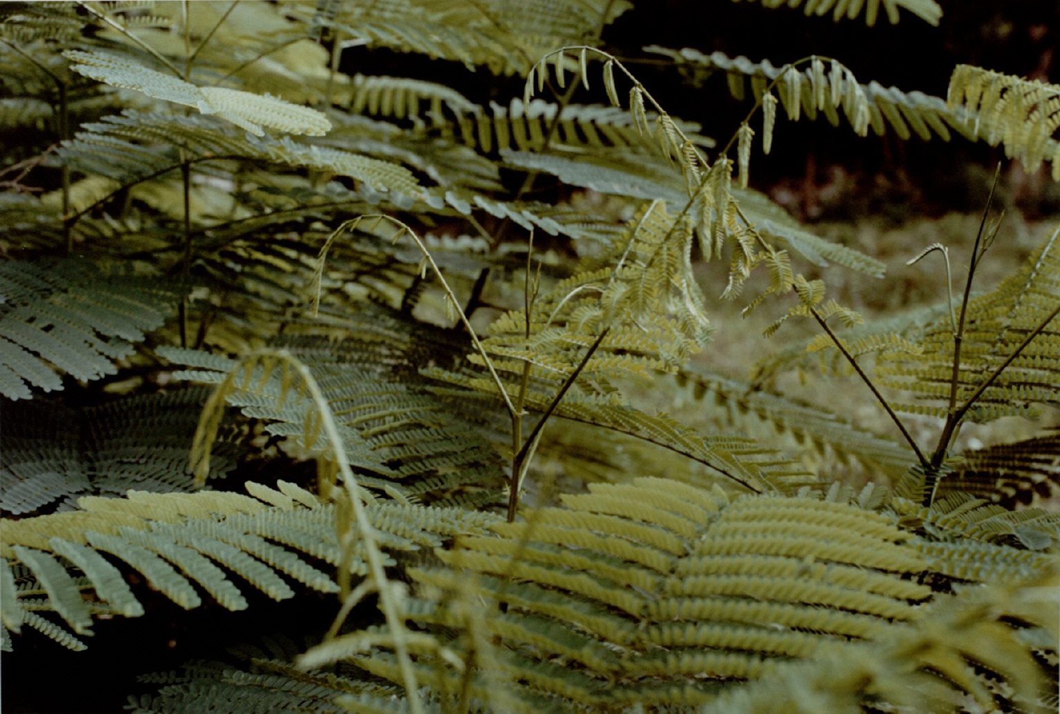 One of 33 photographs from the Jamaica Botanical series