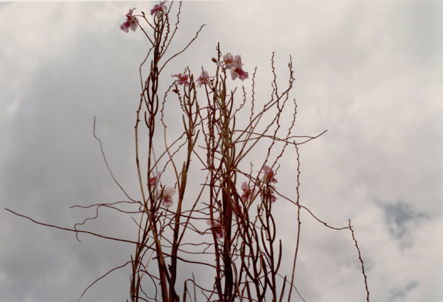 One of 33 photographs from the Jamaica Botanical series